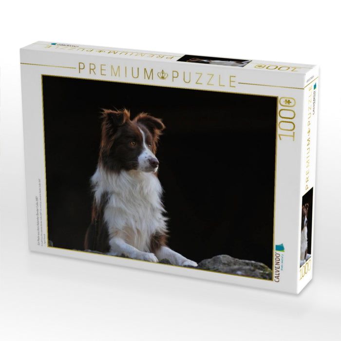 Ein Motiv aus dem Kalender Border Collie 2017 - CALVENDO Foto-Puzzle'