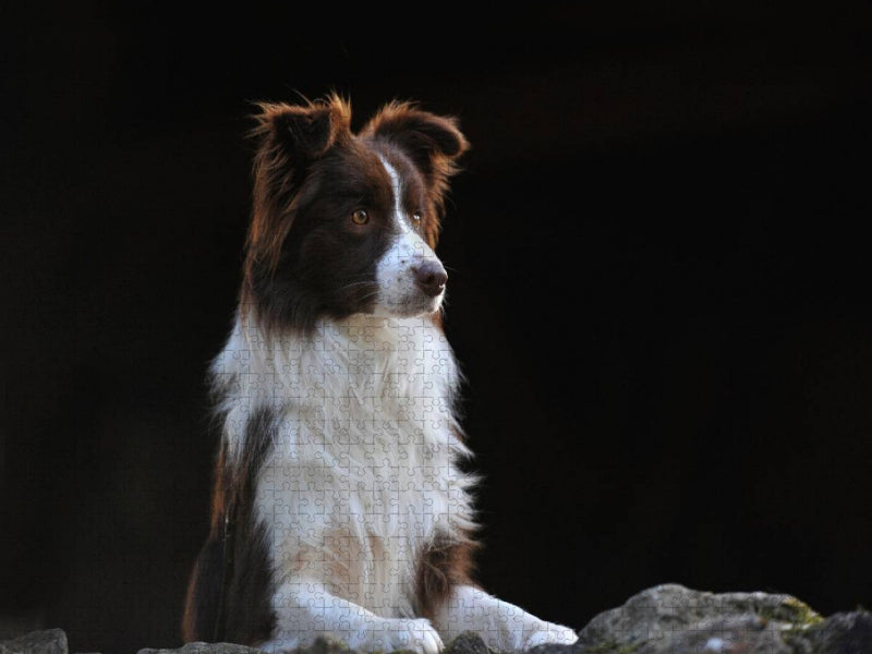 Ein Motiv aus dem Kalender Border Collie 2017 - CALVENDO Foto-Puzzle'