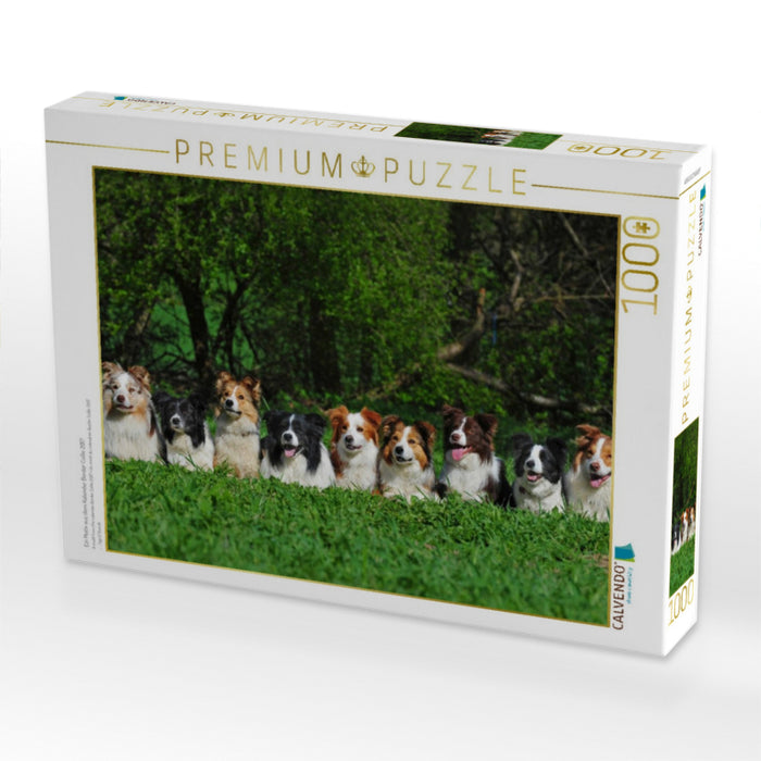 Ein Motiv aus dem Kalender Border Collie 2017 - CALVENDO Foto-Puzzle'