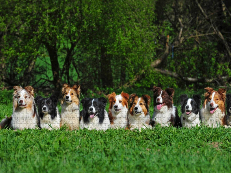 Ein Motiv aus dem Kalender Border Collie 2017 - CALVENDO Foto-Puzzle'