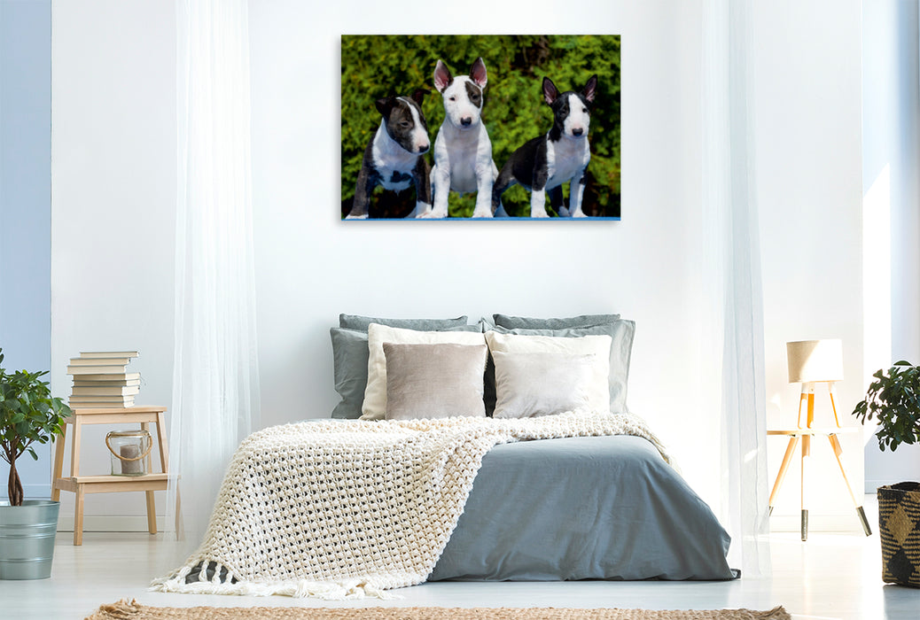 Premium Textil-Leinwand Premium Textil-Leinwand 120 cm x 80 cm quer Bullterrier