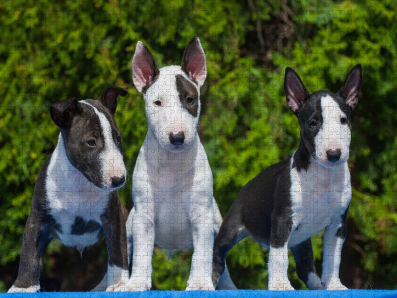 Bullterrier - CALVENDO Foto-Puzzle'
