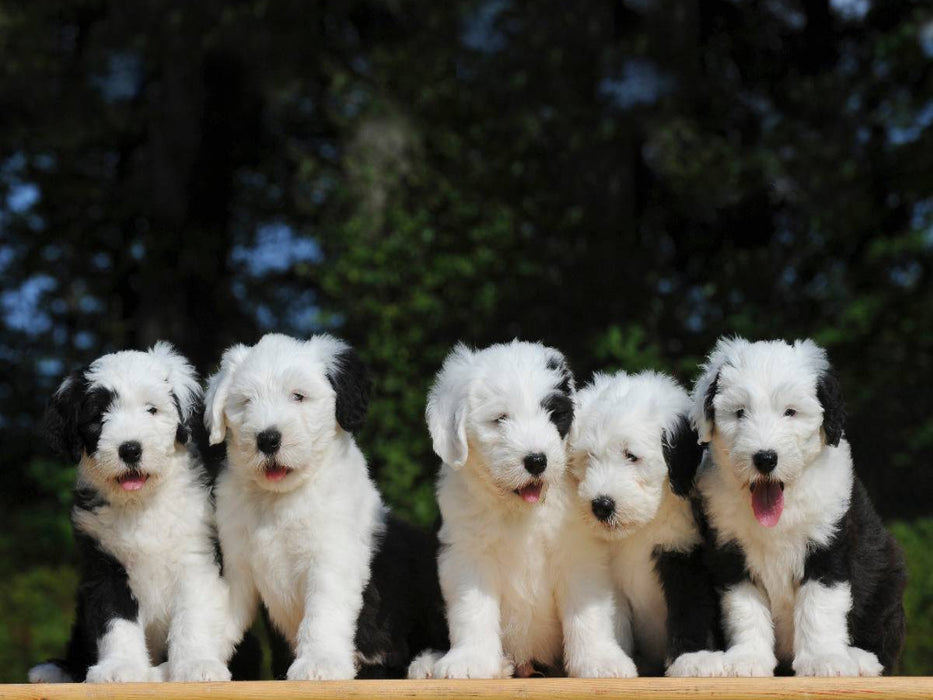 Bobtail - CALVENDO Foto-Puzzle'