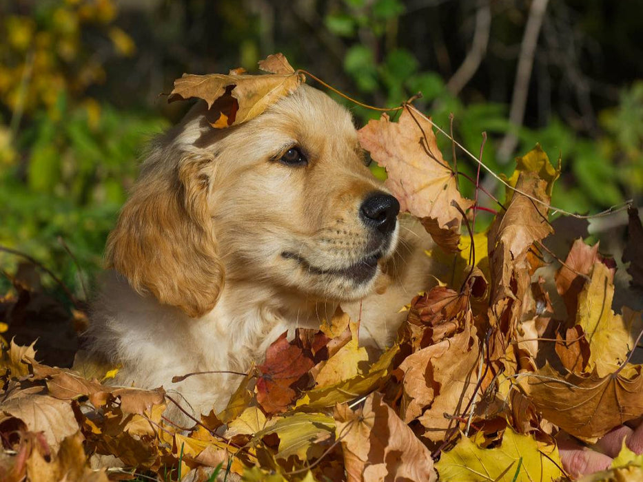 Golden Retriever - CALVENDO Foto-Puzzle'
