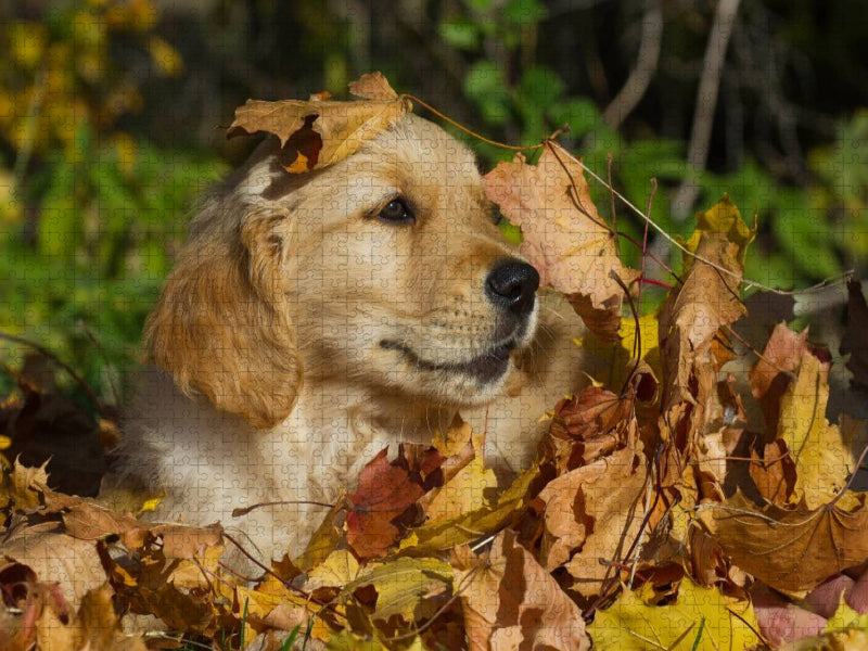 Golden Retriever - CALVENDO Foto-Puzzle'