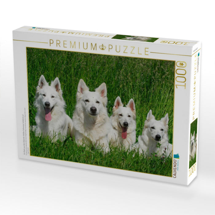Ein Motiv aus dem Kalender Weißer Schweizer Schäferhund - CALVENDO Foto-Puzzle'