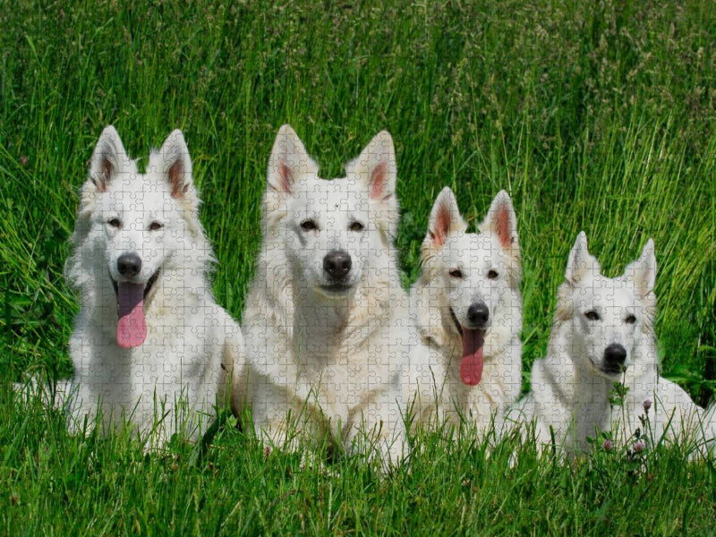 Ein Motiv aus dem Kalender Weißer Schweizer Schäferhund - CALVENDO Foto-Puzzle'