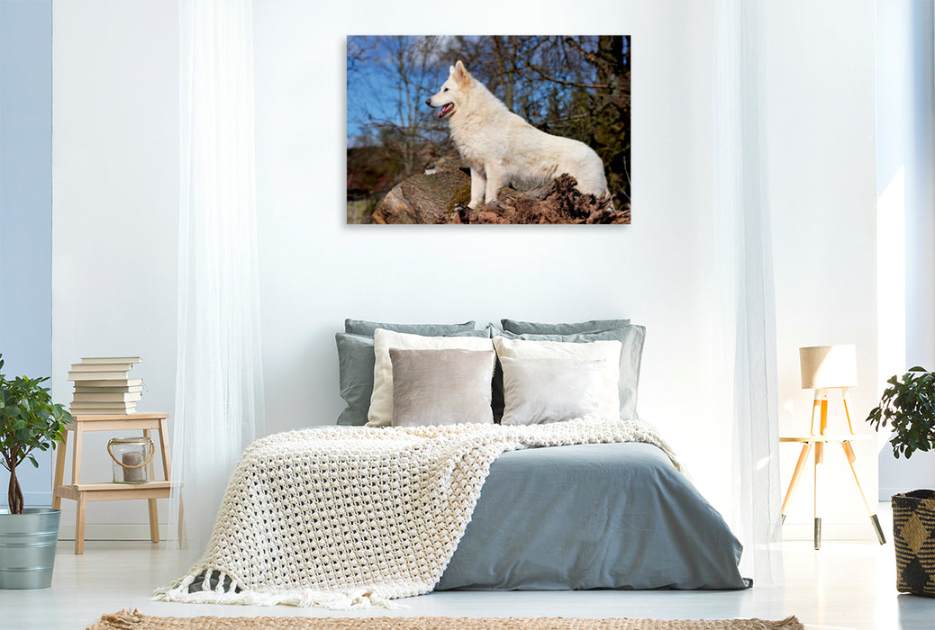 Premium Textil-Leinwand Premium Textil-Leinwand 120 cm x 80 cm quer Ein Motiv aus dem Kalender Weißer Schweizer Schäferhund