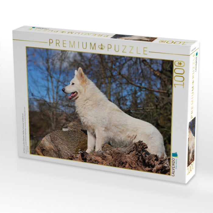 Ein Motiv aus dem Kalender Weißer Schweizer Schäferhund - CALVENDO Foto-Puzzle'