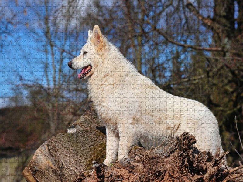 Ein Motiv aus dem Kalender Weißer Schweizer Schäferhund - CALVENDO Foto-Puzzle'