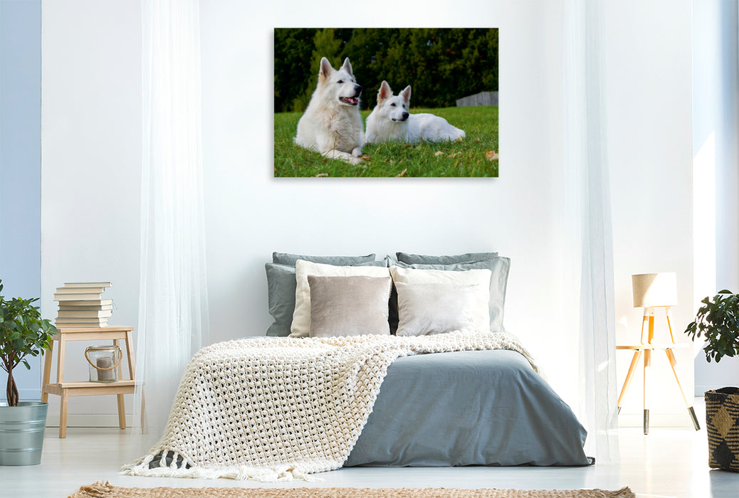 Premium Textil-Leinwand Premium Textil-Leinwand 120 cm x 80 cm quer Ein Motiv aus dem Kalender Weißer Schweizer Schäferhund