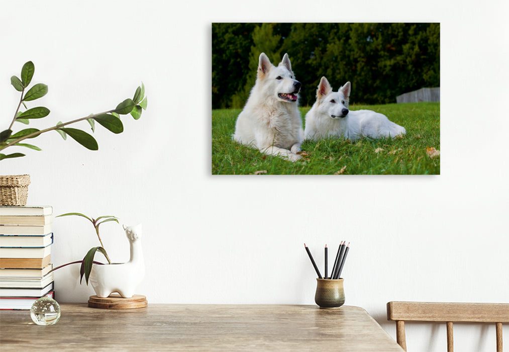 Premium Textil-Leinwand Premium Textil-Leinwand 120 cm x 80 cm quer Ein Motiv aus dem Kalender Weißer Schweizer Schäferhund