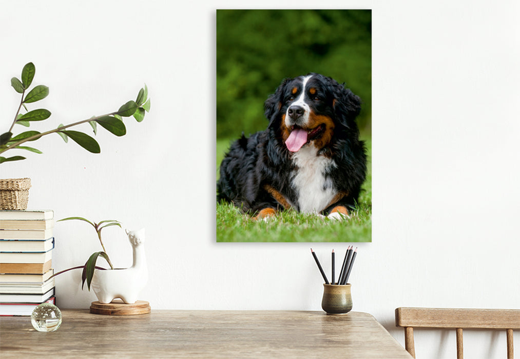 Premium Textil-Leinwand Premium Textil-Leinwand 80 cm x 120 cm  hoch Ein Motiv aus dem Kalender Berner Sennenhund 2017