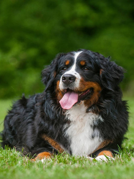 Ein Motiv aus dem Kalender Berner Sennenhund 2017 - CALVENDO Foto-Puzzle'