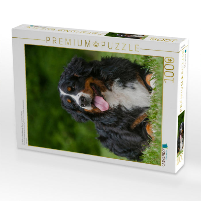 Ein Motiv aus dem Kalender Berner Sennenhund 2017 - CALVENDO Foto-Puzzle'