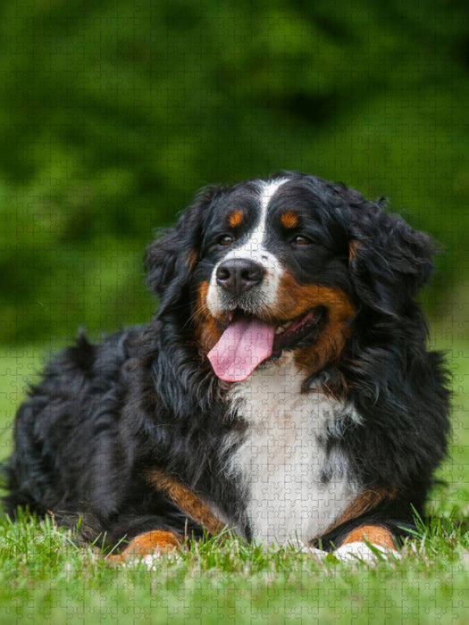 Ein Motiv aus dem Kalender Berner Sennenhund 2017 - CALVENDO Foto-Puzzle'