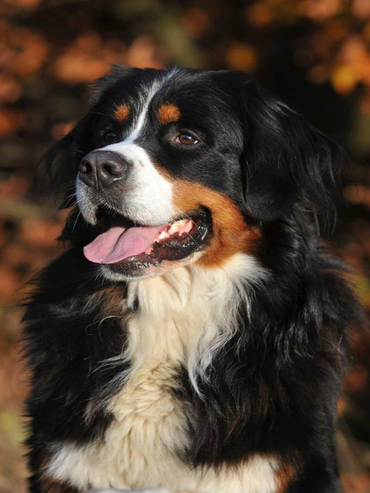 Ein Motiv aus dem Kalender Berner Sennenhund 2017 - CALVENDO Foto-Puzzle'