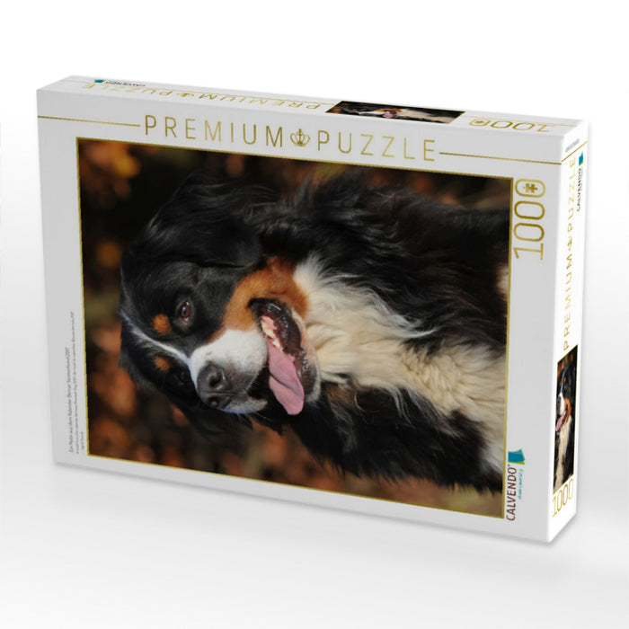 Ein Motiv aus dem Kalender Berner Sennenhund 2017 - CALVENDO Foto-Puzzle'