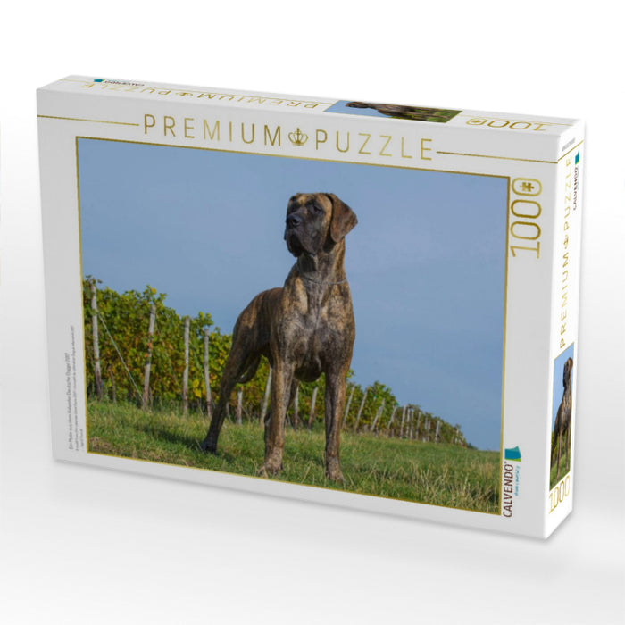 Ein Motiv aus dem Kalender Deutsche Dogge 2017 - CALVENDO Foto-Puzzle'