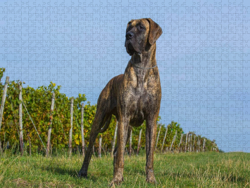 Ein Motiv aus dem Kalender Deutsche Dogge 2017 - CALVENDO Foto-Puzzle'