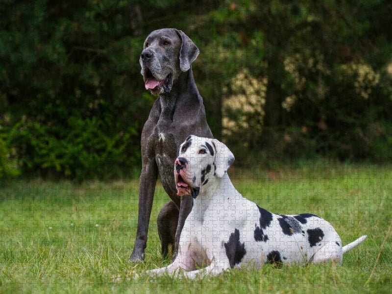 Ein Motiv aus dem Kalender Deutsche Dogge 2017 - CALVENDO Foto-Puzzle'