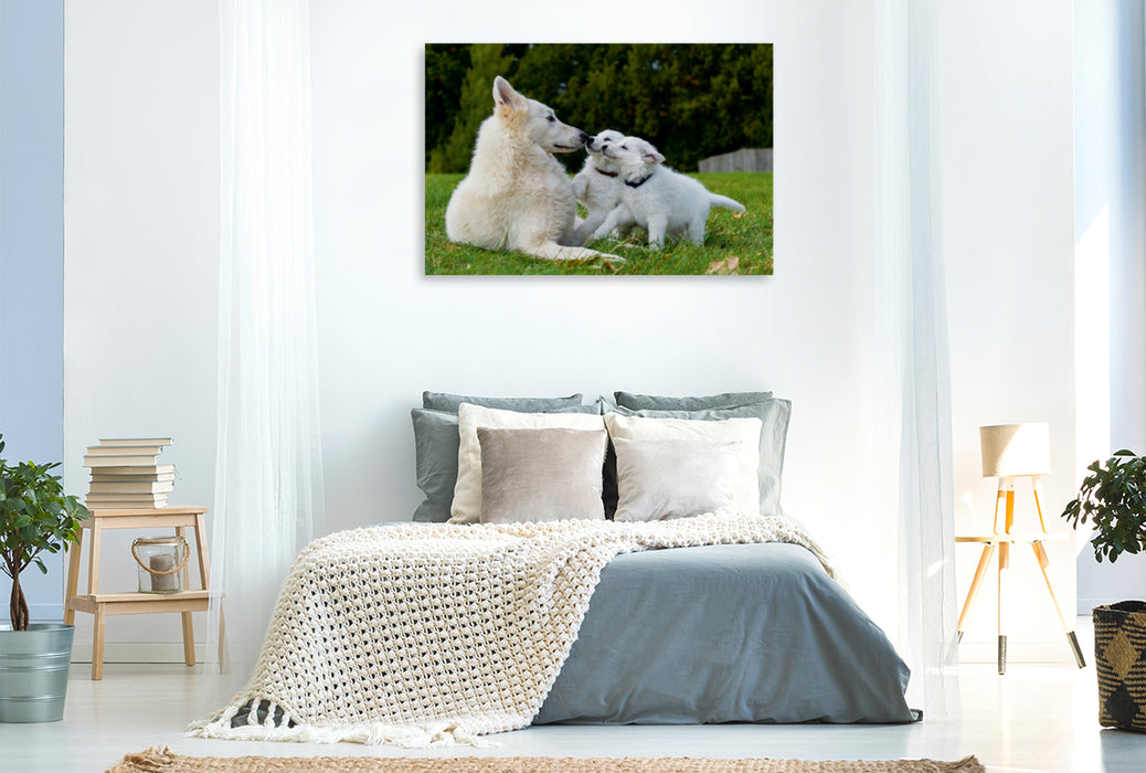 Toile textile premium Toile textile premium 120 cm x 80 cm paysage Un motif du calendrier Berger Blanc Suisse - Une journée dans la vie d'une famille de chiens 