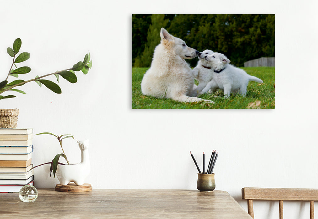 Premium Textil-Leinwand Premium Textil-Leinwand 120 cm x 80 cm quer Ein Motiv aus dem Kalender Weißer Schweizer Schäferhund - Ein Tag im Leben einer Hundefamilie