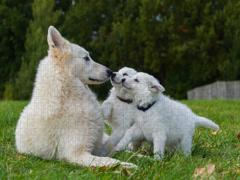 Ein Motiv aus dem Kalender Weißer Schweizer Schäferhund - Ein Tag im Leben einer Hundefamilie - CALVENDO Foto-Puzzle'