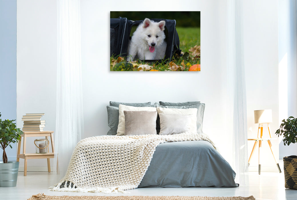 Premium Textil-Leinwand Premium Textil-Leinwand 120 cm x 80 cm quer Ein Motiv aus dem Kalender Weißer Schweizer Schäferhund - Ein Tag im Leben einer Hundefamilie