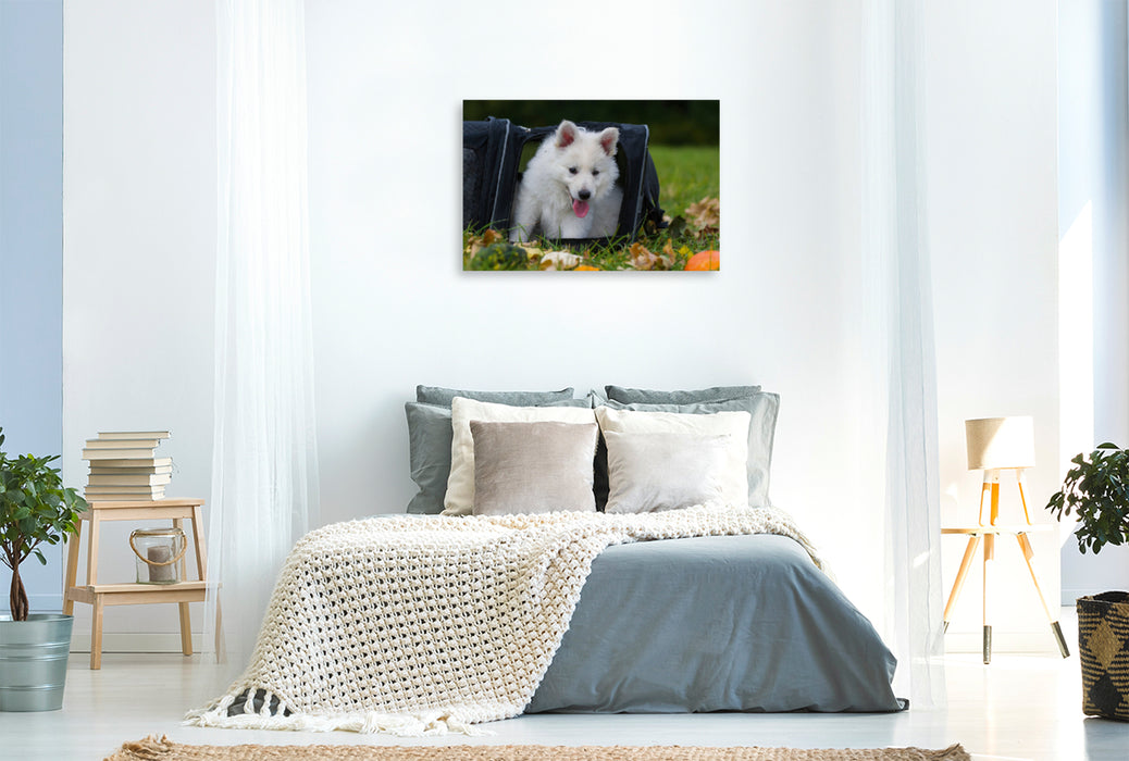 Premium Textil-Leinwand Premium Textil-Leinwand 120 cm x 80 cm quer Ein Motiv aus dem Kalender Weißer Schweizer Schäferhund - Ein Tag im Leben einer Hundefamilie