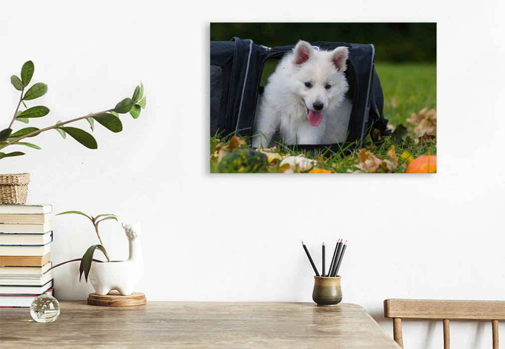 Premium Textil-Leinwand Premium Textil-Leinwand 120 cm x 80 cm quer Ein Motiv aus dem Kalender Weißer Schweizer Schäferhund - Ein Tag im Leben einer Hundefamilie