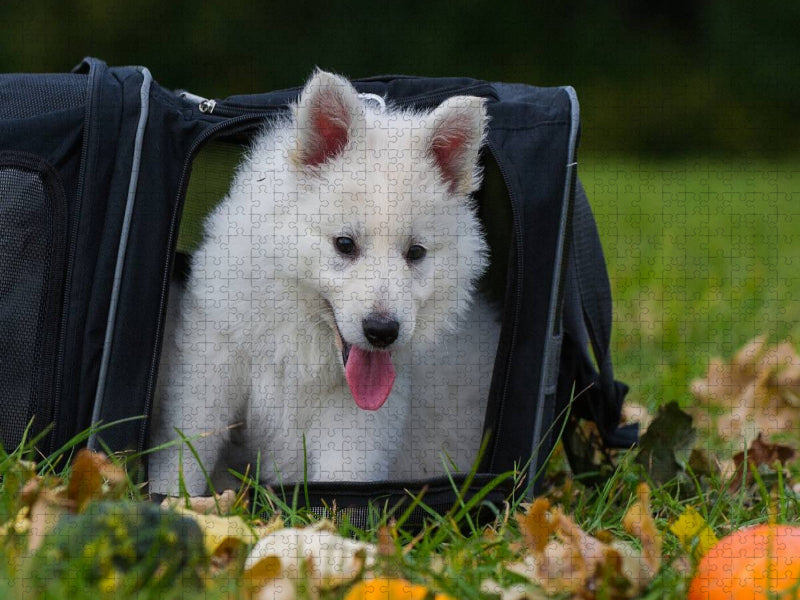 Ein Motiv aus dem Kalender Weißer Schweizer Schäferhund - Ein Tag im Leben einer Hundefamilie - CALVENDO Foto-Puzzle'