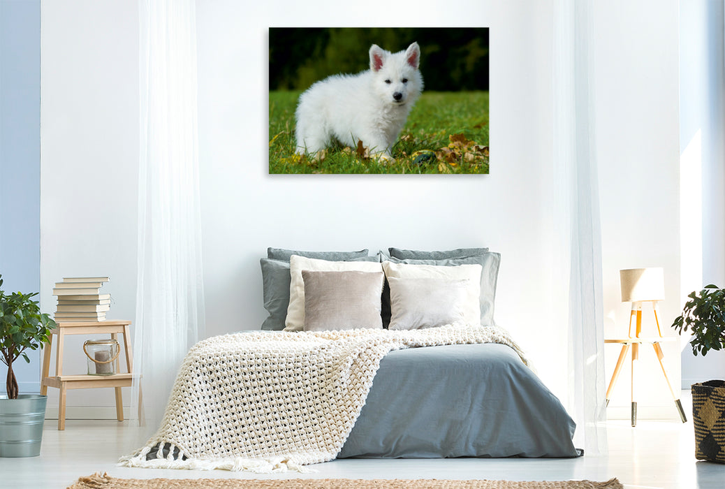 Premium Textil-Leinwand Premium Textil-Leinwand 120 cm x 80 cm quer Ein Motiv aus dem Kalender Weißer Schweizer Schäferhund - Ein Tag im Leben einer Hundefamilie