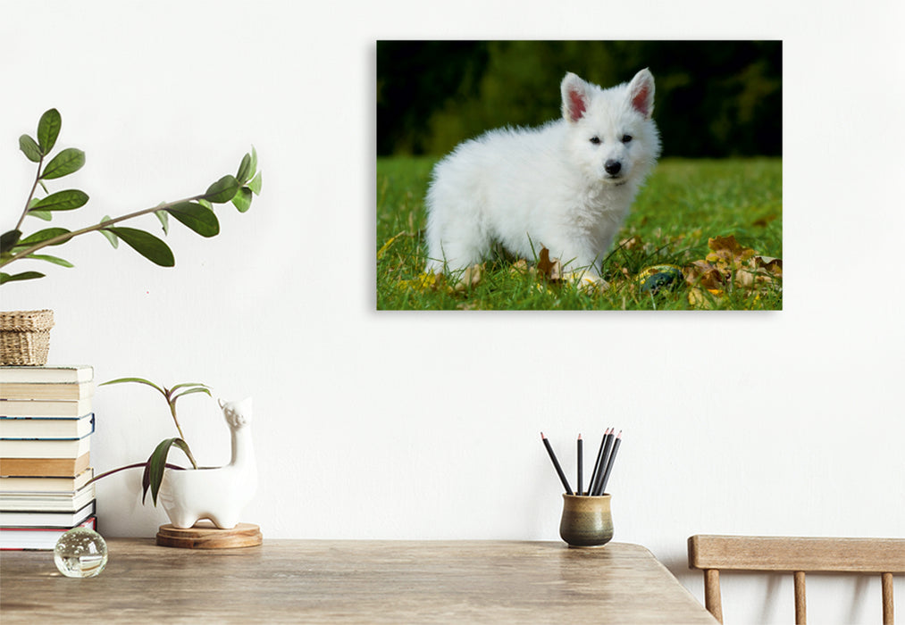 Premium Textil-Leinwand Premium Textil-Leinwand 120 cm x 80 cm quer Ein Motiv aus dem Kalender Weißer Schweizer Schäferhund - Ein Tag im Leben einer Hundefamilie