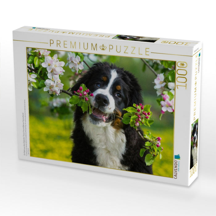 Ein Motiv aus dem Kalender Treuer Freund Berner Sennenhund - CALVENDO Foto-Puzzle'