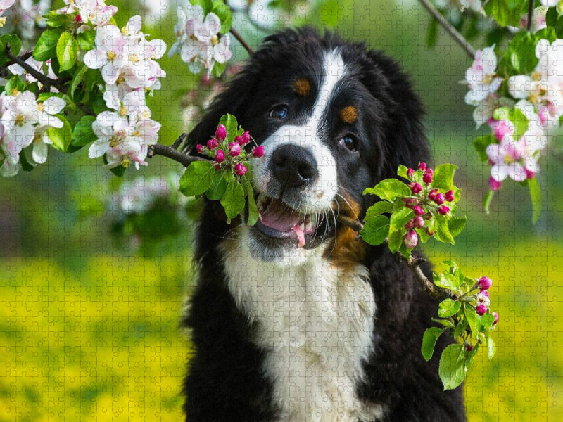 Ein Motiv aus dem Kalender Treuer Freund Berner Sennenhund - CALVENDO Foto-Puzzle'