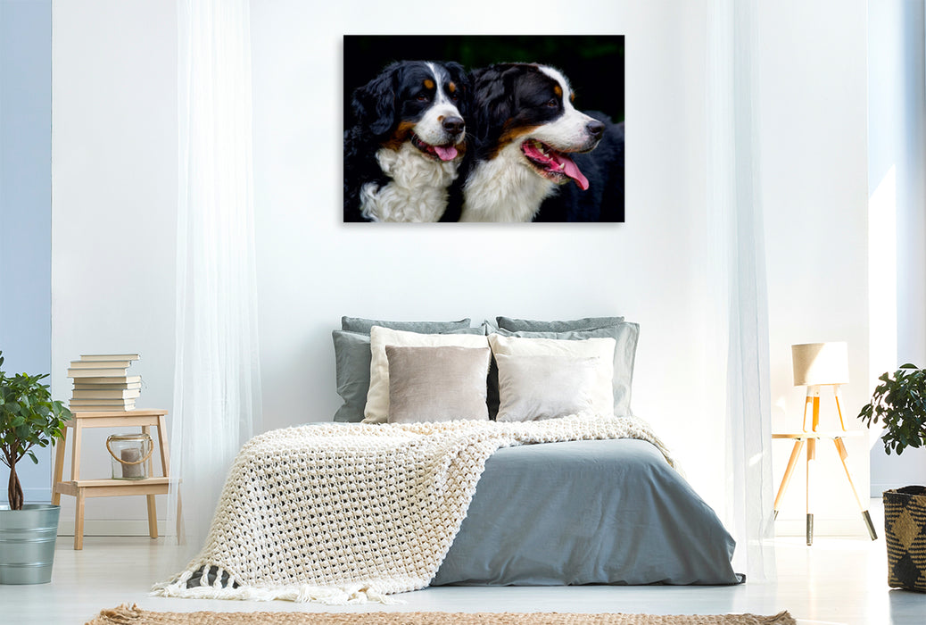 Premium Textil-Leinwand Premium Textil-Leinwand 120 cm x 80 cm quer Ein Motiv aus dem Kalender Treuer Freund Berner Sennenhund