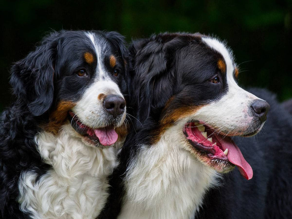 Ein Motiv aus dem Kalender Treuer Freund Berner Sennenhund - CALVENDO Foto-Puzzle'