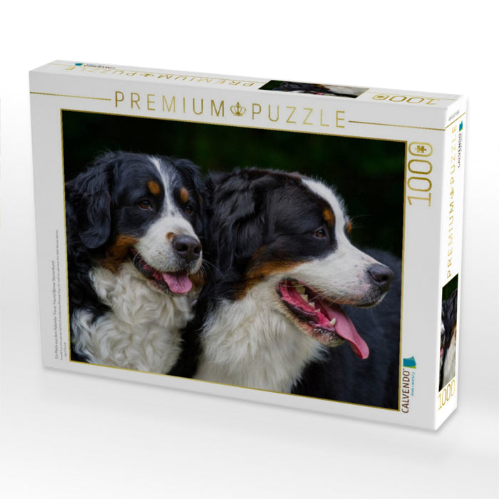 Ein Motiv aus dem Kalender Treuer Freund Berner Sennenhund - CALVENDO Foto-Puzzle'