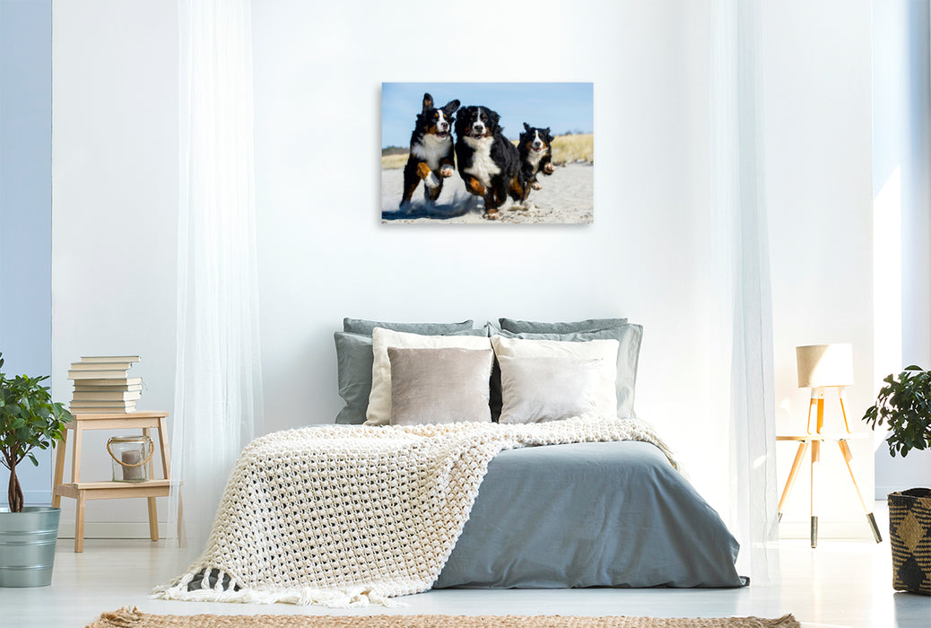 Premium Textil-Leinwand Premium Textil-Leinwand 120 cm x 80 cm quer Ein Motiv aus dem Kalender Treuer Freund Berner Sennenhund