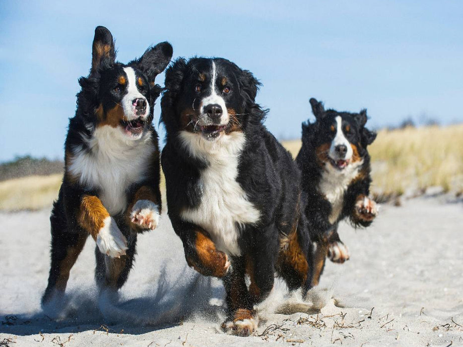Ein Motiv aus dem Kalender Treuer Freund Berner Sennenhund - CALVENDO Foto-Puzzle'