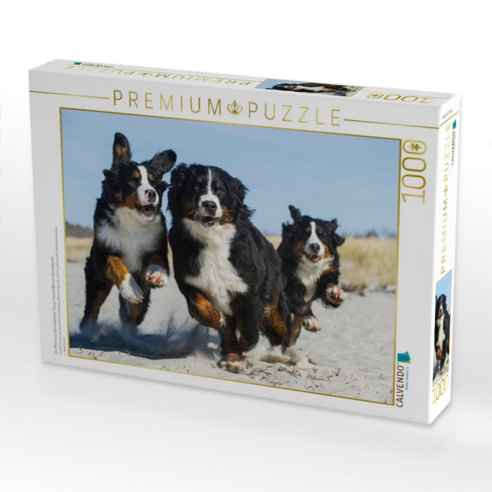Ein Motiv aus dem Kalender Treuer Freund Berner Sennenhund - CALVENDO Foto-Puzzle'