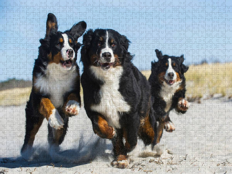 Ein Motiv aus dem Kalender Treuer Freund Berner Sennenhund - CALVENDO Foto-Puzzle'