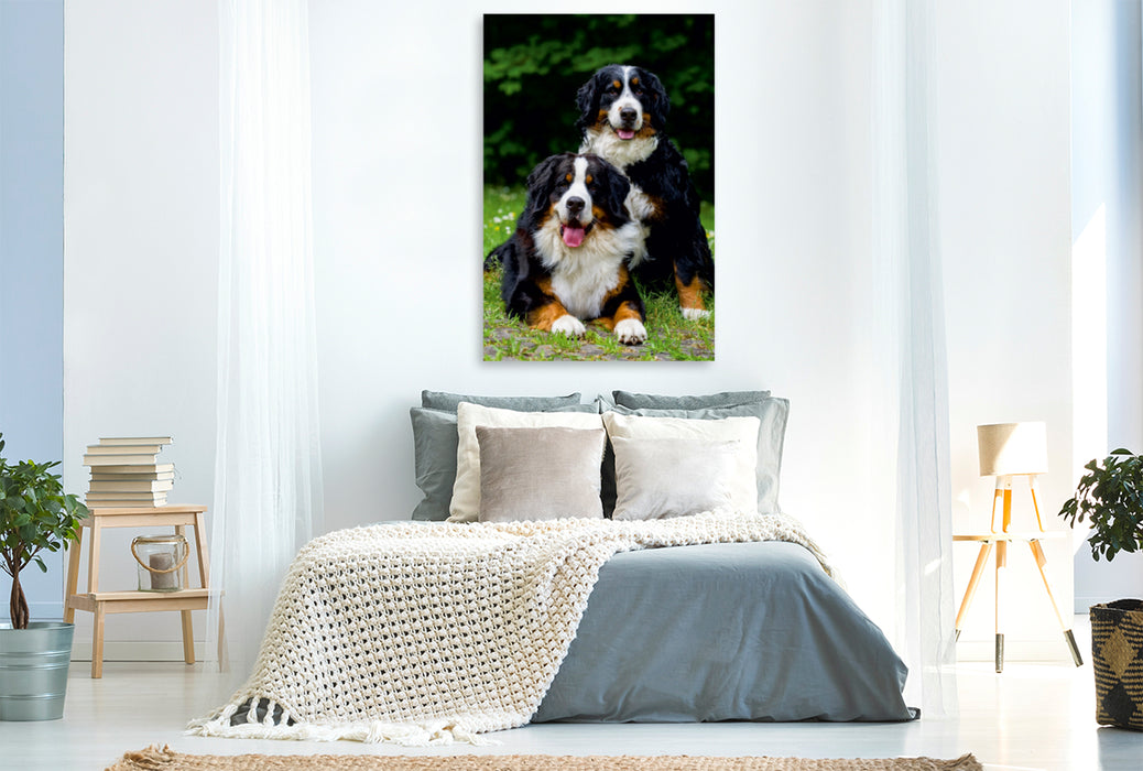 Premium Textil-Leinwand Premium Textil-Leinwand 80 cm x 120 cm  hoch Ein Motiv aus dem Kalender Faszination Berner Sennenhund