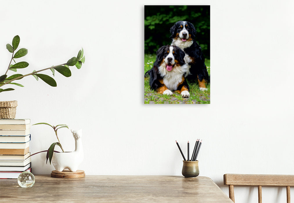 Premium Textil-Leinwand Premium Textil-Leinwand 80 cm x 120 cm  hoch Ein Motiv aus dem Kalender Faszination Berner Sennenhund