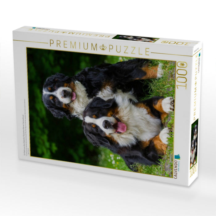 Ein Motiv aus dem Kalender Faszination Berner Sennenhund - CALVENDO Foto-Puzzle'