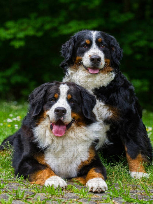 Ein Motiv aus dem Kalender Faszination Berner Sennenhund - CALVENDO Foto-Puzzle'