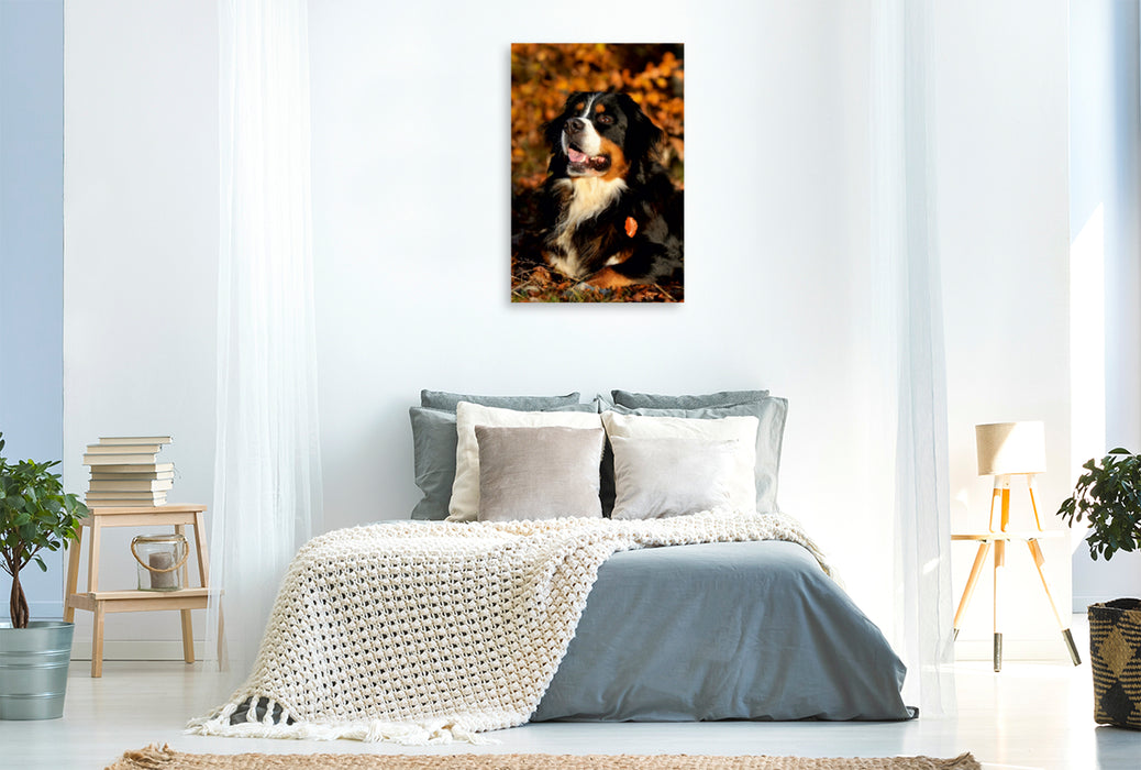 Premium Textil-Leinwand Premium Textil-Leinwand 80 cm x 120 cm  hoch Ein Motiv aus dem Kalender Faszination Berner Sennenhund