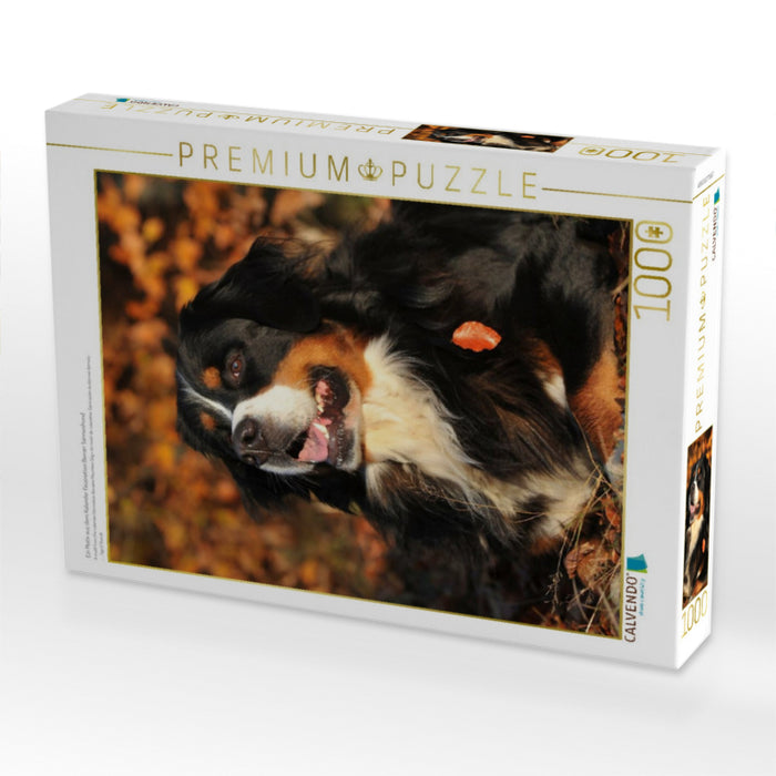 Ein Motiv aus dem Kalender Faszination Berner Sennenhund - CALVENDO Foto-Puzzle'
