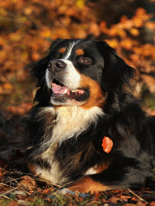 Ein Motiv aus dem Kalender Faszination Berner Sennenhund - CALVENDO Foto-Puzzle'